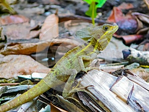 Basilisk, Tortuguero National Park