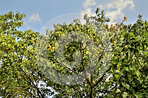 Basiloxylon brasiliensis tree full of fruits