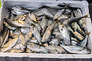 Bluefish Pomatomus saltatrix for sale at a Turkish market photo