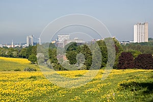 Basingstoke with Buttercups