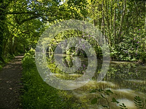 Basingstoke Canal North Hampshire