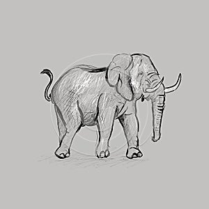 Elephant Sketching Vector Illustration photo