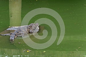 Bask in the sunshine-crocodile-Crocodylus siamensis