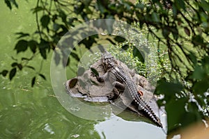 Bask in the sunshine-crocodile-Crocodylus siamensis