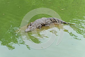 Bask in the sunshine-crocodile-Crocodylus siamensis