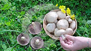 Basket with Agaricus Mushrooms of stands on the grass