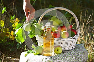 Basket with apples cider juice or vinegar in glass bottle