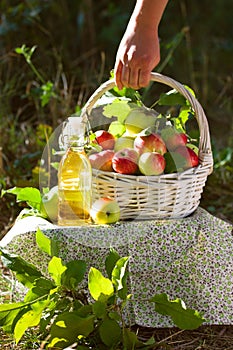 Basket with apples cider juice or vinegar in glass bottle