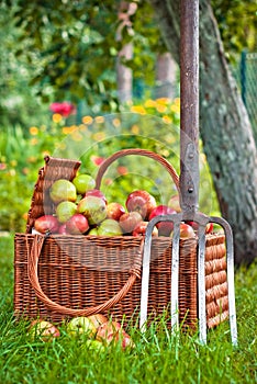 Basket of apples in garden