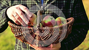 basket of apples in the hands of a farmer in the sun.Farm organic bio fresh fruit. Autumn apple harvest.man in a