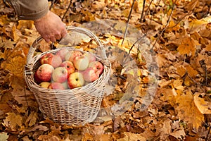 Basket with apples in man's hand on maple leaves