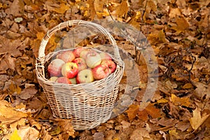 Basket with apples stand on earth on maple leaves