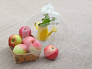 Basket of apples and white phloxes