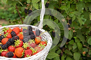 Basket with aroma mix blackberries and strawberries.