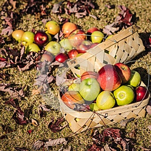 Basket of Autumn Apples in Warm Afternoon Sunshine