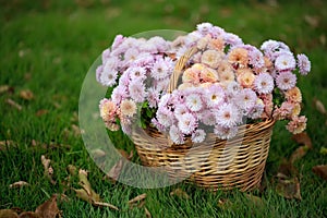 Basket with autumn flowers