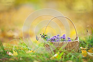 Basket with autumn flowers. An autumn time. Violet Ñhrysanthemums in a wicker basket