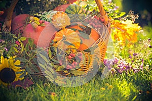 Basket autumn fruit colorful pumpkins asters