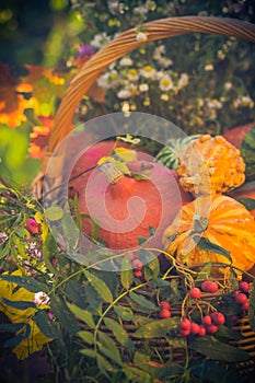 Basket autumn fruit colorful pumpkins asters