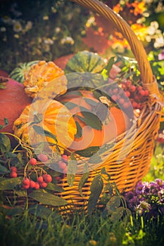 Basket autumn fruit colorful pumpkins asters