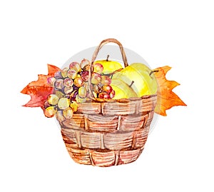 Basket with autumn fruits - apples, grapes - maple leaves. Illustration for harvest design, Thankgiving holiday