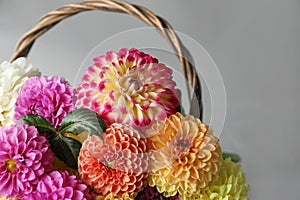 Basket with beautiful dahlia flowers on grey background, closeup