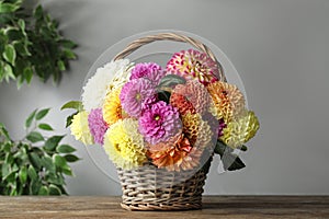 Basket with beautiful dahlia flowers on wooden table indoors