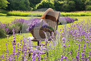 Basket of beautiful fresh cut lavender stems on a wood chair