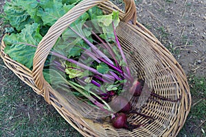 basket with beet harvest from the garden photo
