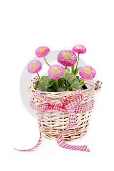 Basket with Bellis daisies