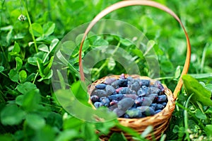 basket with berries in the grass in sammer