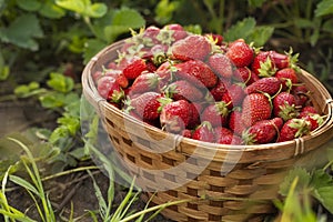 Basket with berry in the garden