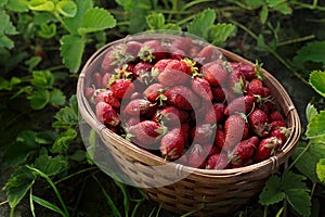 Basket with berry in grass