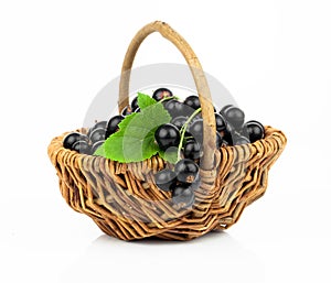 Basket with black currant