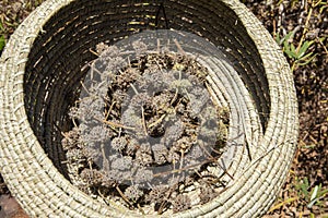 Basket of black sage flower head harvest