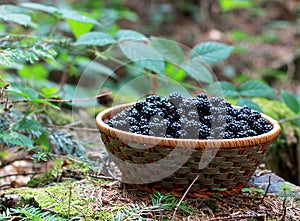 Basket of blackberries