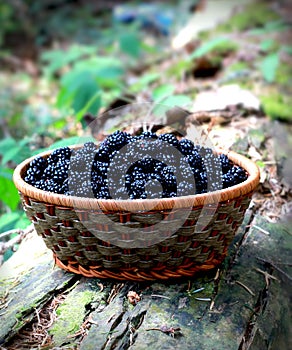 Basket of blackberries on old wood