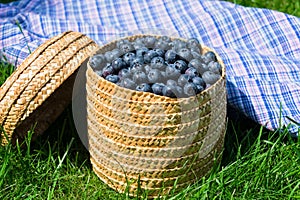 Basket Blueberries Green Grass Collection Berries Close-up