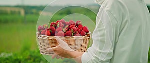 A basket brimming with strawberries sits by a person in a green field. Ripe red berries against the vast green valley in