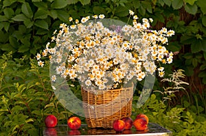 Basket of camomiles