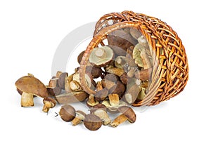 Basket and cepe mushrooms photo