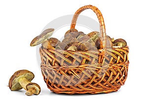 Basket with cepe mushrooms photo