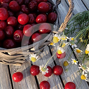 A basket of cherries