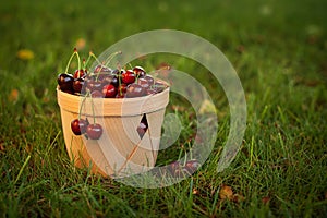 Basket of cherries on the green grass