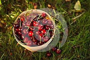 Basket of cherries on the green grass