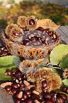 Basket of chestnuts