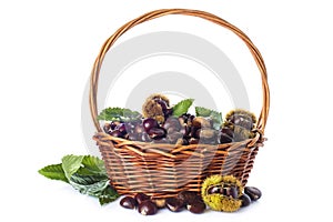 Basket with chestnuts isolated on a white background