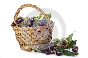 Basket with chestnuts isolated on a white background