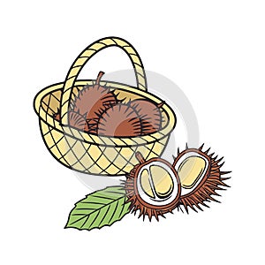 Basket of chestnuts with open burrs and leaf