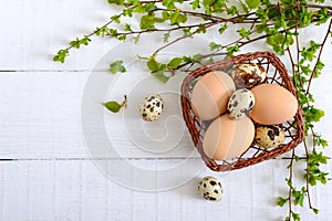 Basket with chicken and quail eggs, green young branches on a white wooden background.Easter spring background